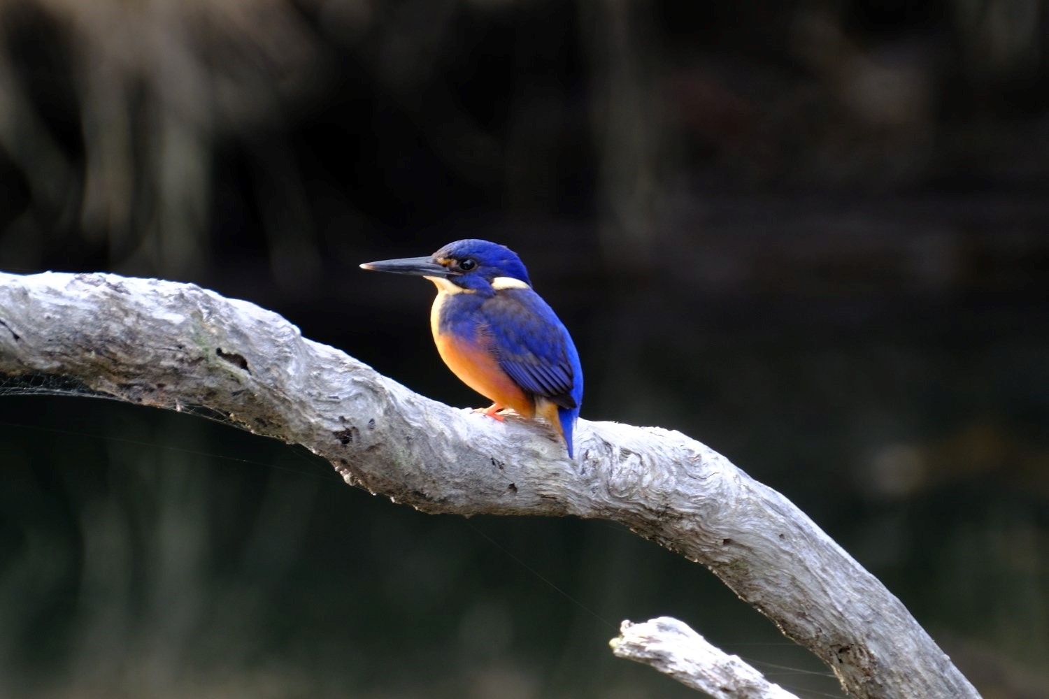 Tasmanian Azure Kingfisher