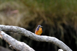 Tasmanian Azure Kingfisher