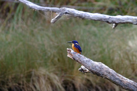 Tasmanian Azure Kingfisher