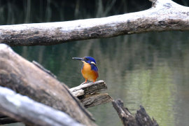 Tasmanian Azure Kingfisher