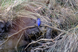 Tasmanian Azure Kingfisher