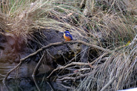 Tasmanian Azure Kingfisher