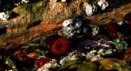 Sealife in a rockpool at Cloudy Bay