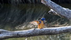 Tasmanian Azure Kingfisher